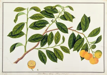 Limo Manies China or Chinese Oranges, from Drawings of Plants from Malacca, c.1805-18